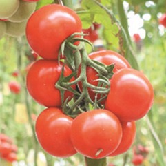 بذر گوجه فرنگی رقم هانا (بسته ۵۰۰ عددی)
