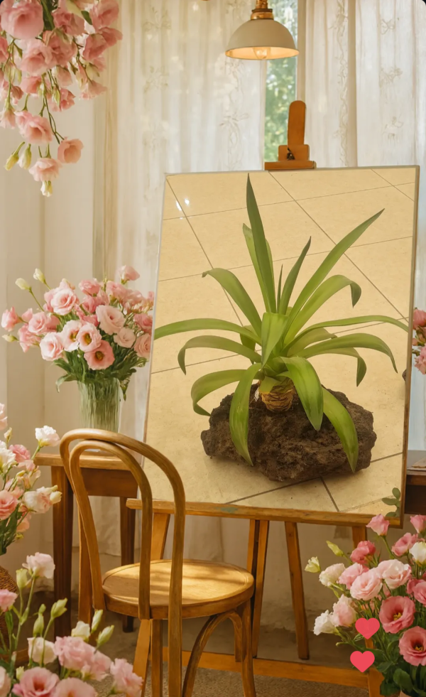 گلدان صخره ای - Image 2