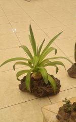 گلدان صخره ای